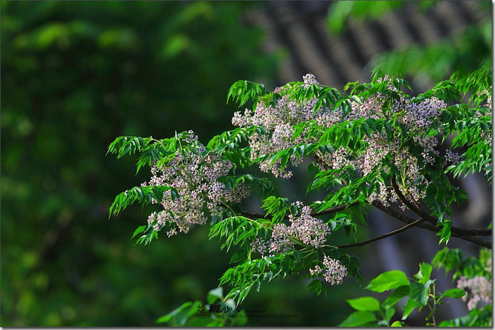 五种树皮治皮肤病,七种树枝熬水治皮肤病是真的吗