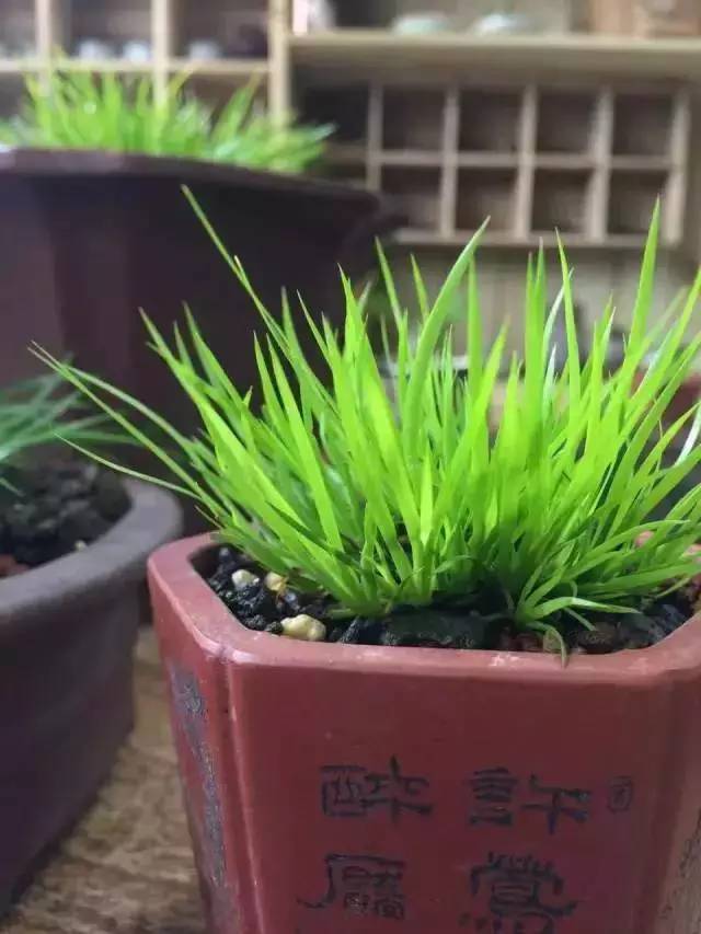 他身为美发师，却潜心钻研一株小草，短短2年竟成业界达人！