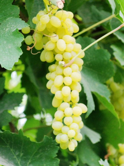 采摘葡萄游玩,最美葡萄园风景