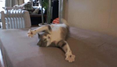 随手清理狗的粪便对吗,不停的捡猫毛