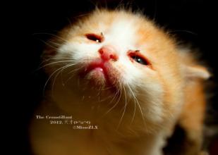 猫咪生病的原因及处理方法,养猫经验分享猫咪生病