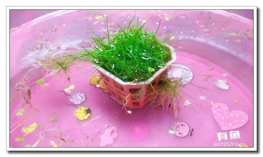 新手小白原生缸开缸教程,鱼缸怎么用高锰酸钾开缸详细教程