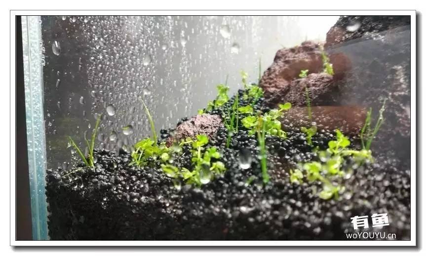 新手小白原生缸开缸教程,鱼缸怎么用高锰酸钾开缸详细教程