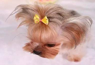 萌宠版flower约克夏,萌宠约克夏修剪技巧