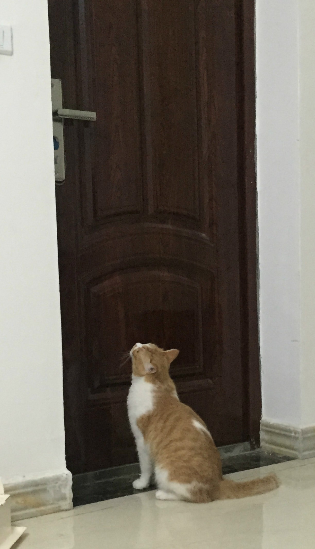 铲屎官血泪控诉，五大行为问题你家宠物有吗？