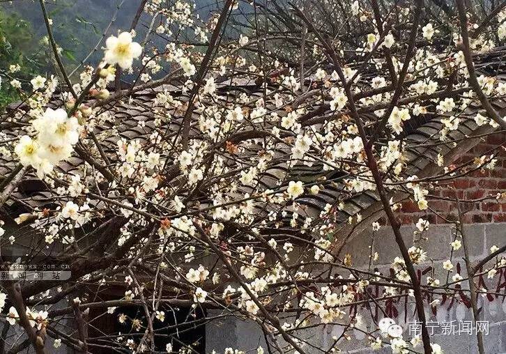 南宁漫山遍野的格桑花盛开,南宁最美小众花海