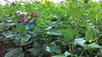 榆中县：果蔬上“云端”农民收入翻了番