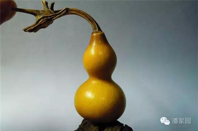 手捻葫芦配核桃手串,文玩核桃和葫芦手串哪个好