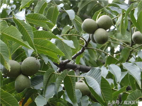 富源财政扶持创业,富源支柱产业