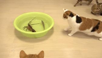 当霸气喵星人对上大龙虾，气氛不算融洽，整只猫都感觉不太好了！