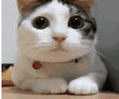 有哪些牌子好的茶包,有哪些好的茶包牌子