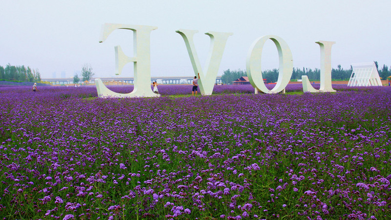 北京薰衣草庄园人间花海,京津冀薰衣草基地