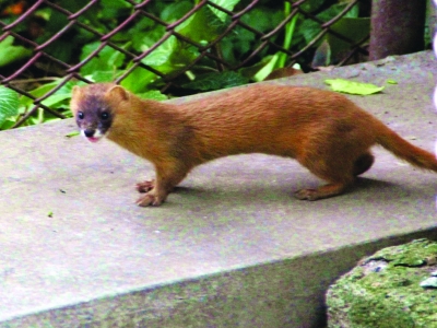 黄鼠狼被女子救下,小姑娘被黄鼠狼附身