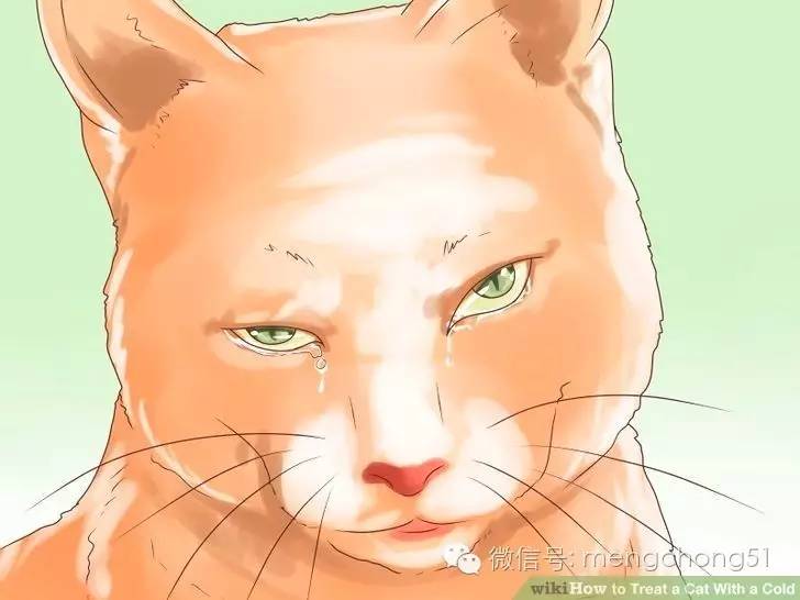 猫咪感冒打喷嚏流鼻水怎么办,猫咪打喷嚏吭哧呼哧怎么回事