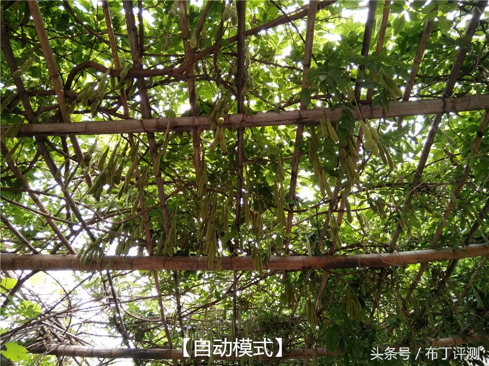 vivox71600万柔光双摄,vivox7拍照效果