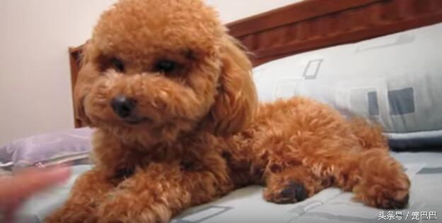 主人想跟贵宾抢东西，结果它十分生气，最后撕牙张嘴要这样对主人