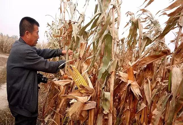 田地种的大果甜瓜,农场种植的甜瓜有二十多个品种