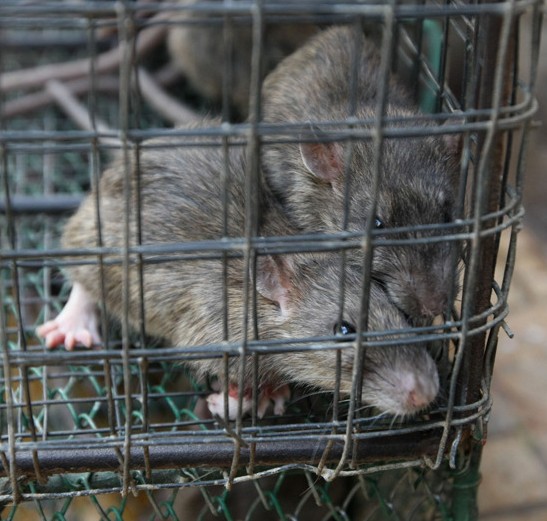 在广州老鼠肉会是一种佳肴,别恶心这只是一种文化!