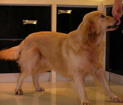 狗狗对我凶凶的怎么让它变温顺,如何培养狗狗听话