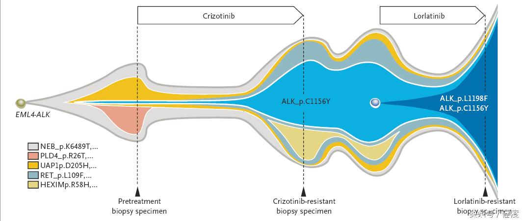 alk基因突变靶向药物作用点,alk基因突变靶向药物有几代