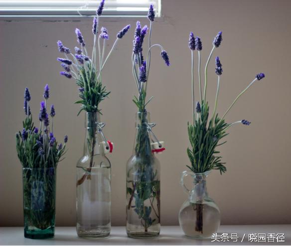 紫色薰衣草怎么养护好看,熏衣草日常怎么养
