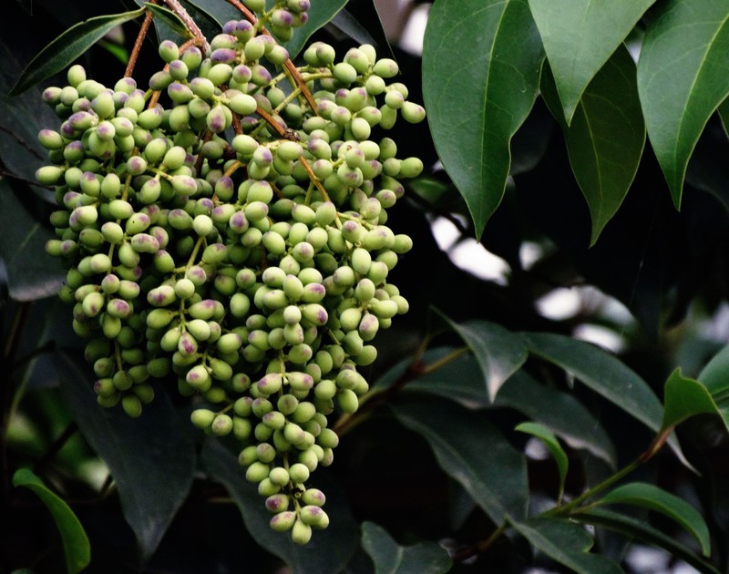 在农村看见这种植物别错过了,农村见到这种野菜切记只摘叶子