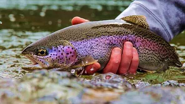 淡水三文鱼和虹鳟鱼的区别,三文鱼和淡水虹鳟的区别