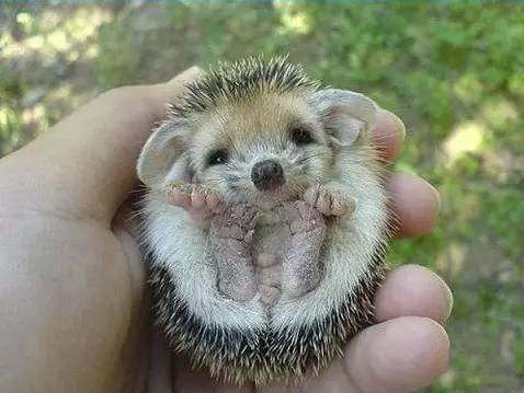 刺猬的灵性象征,刺猬的刺尖吗