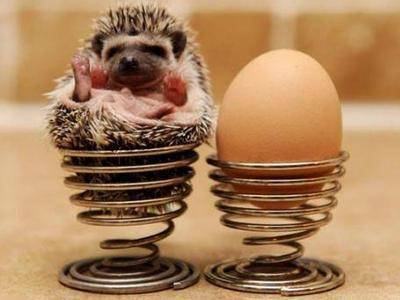 刺猬的灵性象征,刺猬的刺尖吗