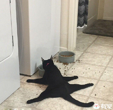 猫咪偷电怎么办 (猫咪偷电)