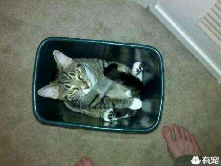 猫咪偷电怎么办 (猫咪偷电)