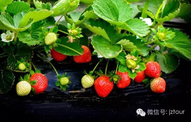 全国十大草莓节,草莓文化节开幕式