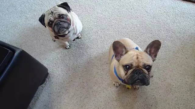 史上最忧郁的狗,最萌巴哥犬哈巴狗