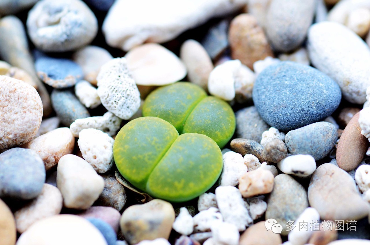 生石花晒伤了怎么处理,生石花晒伤的表现