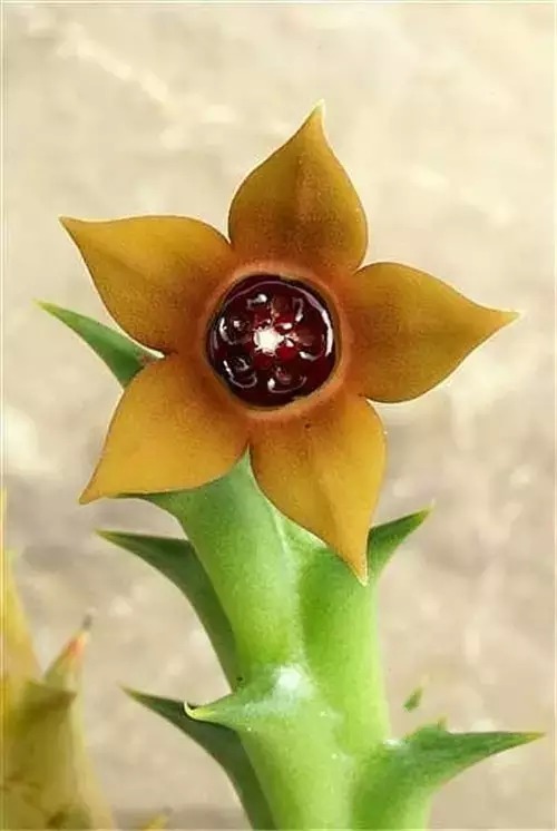 多肉开完花就死,多肉开花后会死掉吗