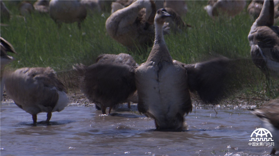 致富经养鱼一年多卖1000万,致富经一亩地赚过亿