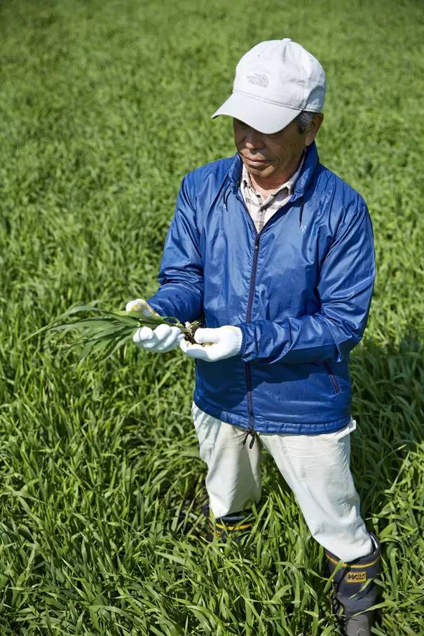青汁是国产还是日本的好,日本的青汁哪个牌子好