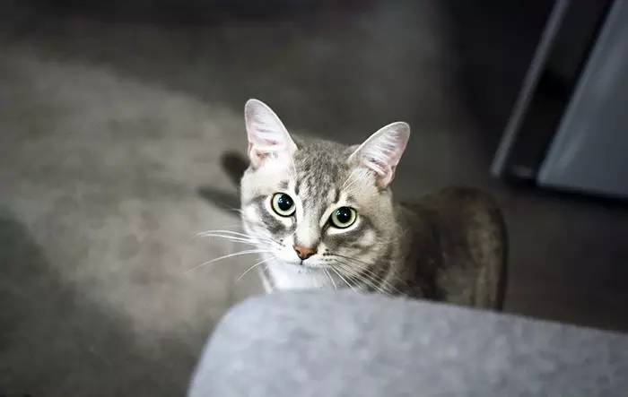 晒家两人两喵孙先生家，96平，混搭复式....