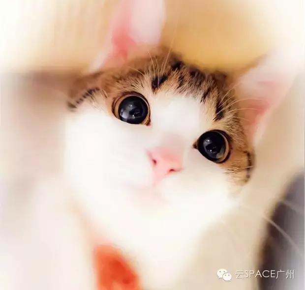 喵星人咖啡厅，治愈你疲惫的心！