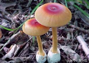 毒蘑菇的诱惑,疯狂的毒蘑菇