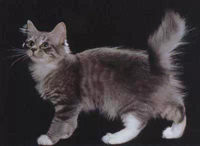 最便宜的宠物猫咪品种图片及价格,哪个品种的猫咪性格最好最温顺