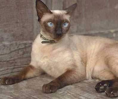 最便宜的宠物猫咪品种图片及价格,哪个品种的猫咪性格最好最温顺