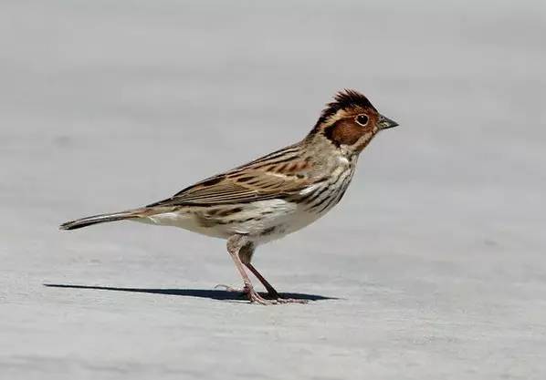 鵟䴕鹡，这些鸟的名字怎么念？
