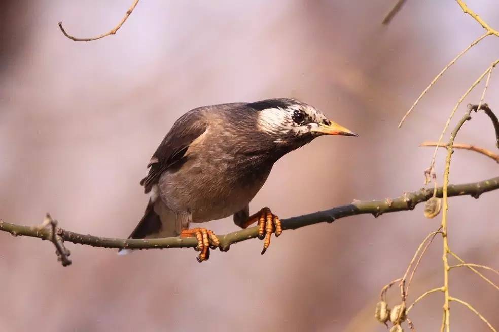 鵟䴕鹡，这些鸟的名字怎么念？