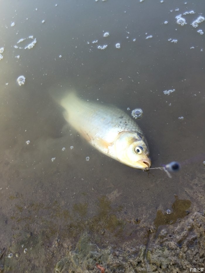 鳜鱼活性低用哪种拟饵,路亚鳜鱼拟饵