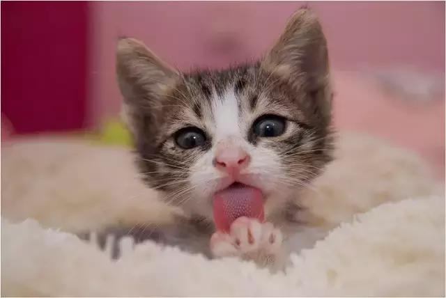 中医教你看舌诊这几种情况要注意,舌诊分享谈养生