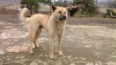 为什么小土狗特别温顺,土狗不是土里土气而是土生土长