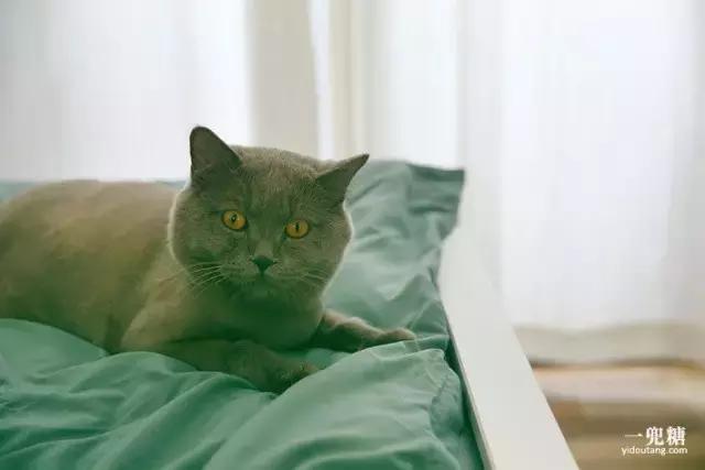 不靠谱夫妇,不靠谱夫妇小说