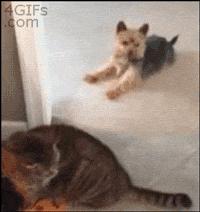 尾气猫,尾气猫视频