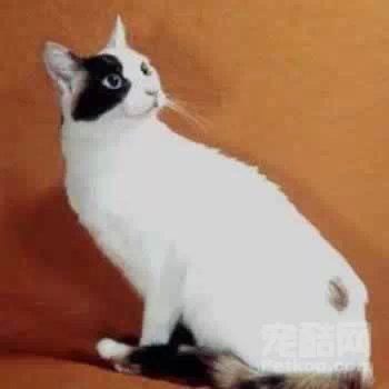 最便宜的宠物猫咪品种图片及价格,哪个品种的猫咪性格最好最温顺